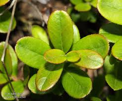 Attēlu rezultāti vaicājumam “Vaccinium vitis-idaea leaf”