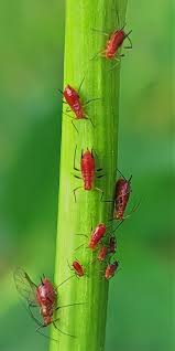 Attēlu rezultāti vaicājumam “Uroleucon hypochoeridis”