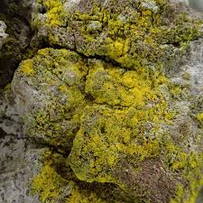 Attēlu rezultāti vaicājumam “Chrysothrix candelaris”