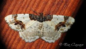 Attēlu rezultāti vaicājumam “Ligdia adustata”