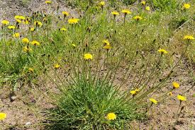 Attēlu rezultāti vaicājumam “Leontodon autumnalis”