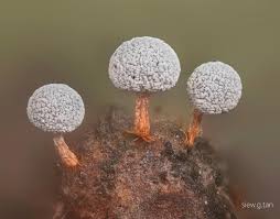 Attēlu rezultāti vaicājumam “Physarum leucophaeum macro”