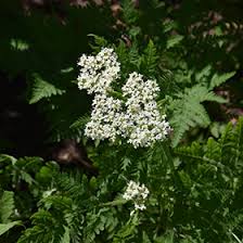 Image result for Myrrhis odorata