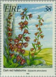 Attēlu rezultāti vaicājumam “Epipactis atrorubens flower”