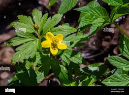 Attēlu rezultāti vaicājumam “Anemone ranunculoides leaf”