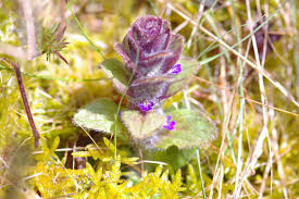 Attēlu rezultāti vaicājumam “Ajuga pyramidalis”