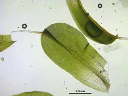 Attēlu rezultāti vaicājumam “Syntrichia virescens”
