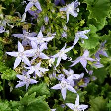 Image result for Campanula strigosa