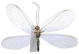 Attēlu rezultāti vaicājumam “Chrysopidae”