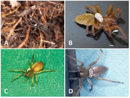 Attēlu rezultāti vaicājumam “Phylloneta cocoon”