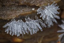 Attēlu rezultāti vaicājumam “Ceratiomyxa fruticulosa”