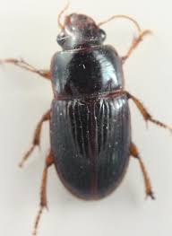 Attēlu rezultāti vaicājumam “Harpalus sp.”