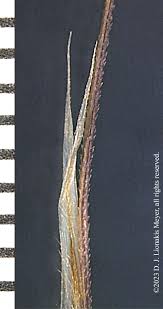 Attēlu rezultāti vaicājumam “Diderma roanense stalked”