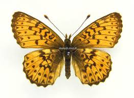 Attēlu rezultāti vaicājumam “Boloria titania”