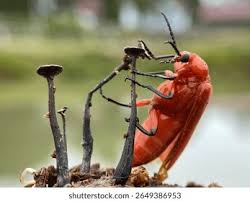 Attēlu rezultāti vaicājumam “Lycidae”