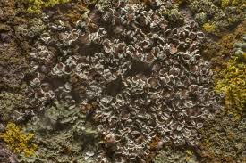 Attēlu rezultāti vaicājumam “Lecanora allophana”