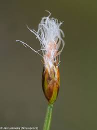Attēlu rezultāti vaicājumam “Trichophorum alpinum fruit”