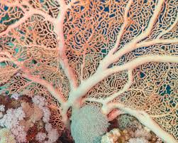 Attēlu rezultāti vaicājumam “Mollisia amenticola”