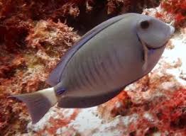Image result for Acanthurus chirurgus