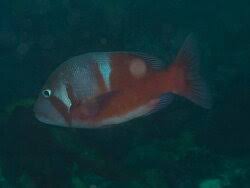 Image result for Chrysoblephus laticeps