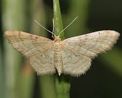 Attēlu rezultāti vaicājumam “Idaea serpentata”