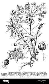 Attēlu rezultāti vaicājumam “Euphorbia cyparissias fruit”