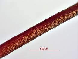 Attēlu rezultāti vaicājumam “Rhynchostegiella tenella”