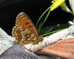Attēlu rezultāti vaicājumam “Melitaea diamina underside”