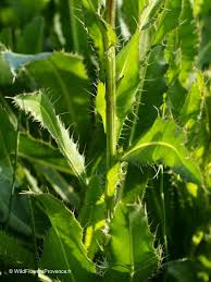 Attēlu rezultāti vaicājumam “Cirsium heterophyllum flower”