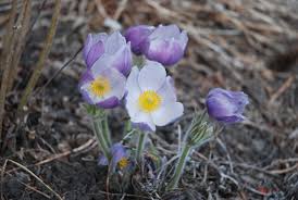 Attēlu rezultāti vaicājumam “Pulsatilla patens fruit”