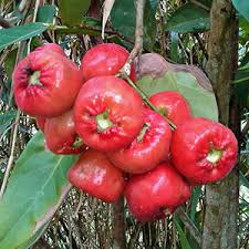 Attēlu rezultāti vaicājumam “Galium schultesii fruit”