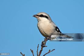 Attēlu rezultāti vaicājumam “Lanius excubitor”