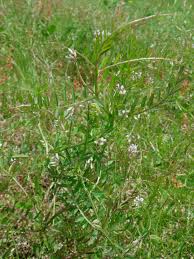 Attēlu rezultāti vaicājumam “Vicia hirsuta fruit”