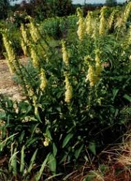Image result for Digitalis lutea