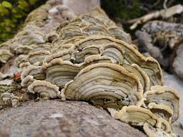 Attēlu rezultāti vaicājumam “Cerrena unicolor”