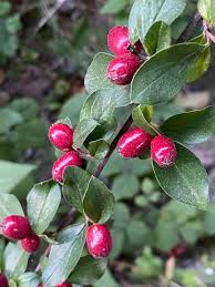 Attēlu rezultāti vaicājumam “Cotoneaster divaricatus”