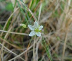 Attēlu rezultāti vaicājumam “Sagina nodosa”