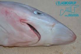 Image result for Galeorhinus galeus
