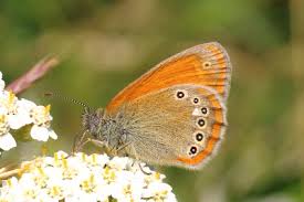 Attēlu rezultāti vaicājumam “Coenonympha glycerion underside”