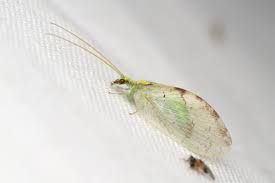 Attēlu rezultāti vaicājumam “Hemerobius perelegans”