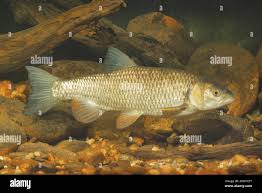 Image result for Squalius cephalus cavedanus