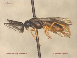 Attēlu rezultāti vaicājumam “Diprionidae”