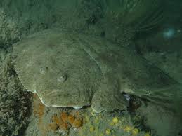 Image result for Scophthalmus maximus