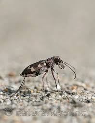 Attēlu rezultāti vaicājumam “Cicindela maritima”