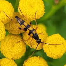 Attēlu rezultāti vaicājumam “Strangalia attenuata”