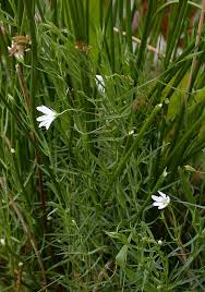 Attēlu rezultāti vaicājumam “Stellaria palustris leaf”