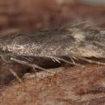 Attēlu rezultāti vaicājumam “Borkhausenia minutella”