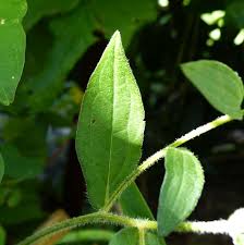 Attēlu rezultāti vaicājumam “Rudbeckia hirta var. hirta leaf”