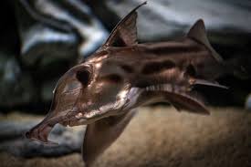 Image result for Callorhinchus capensis