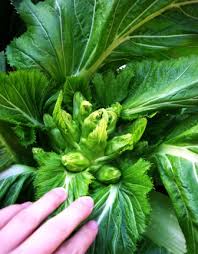 「珍宝菜」の画像検索結果